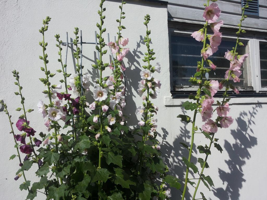 Penzion Laegenhet Lillisgarden Vallåkra Exteriér fotografie